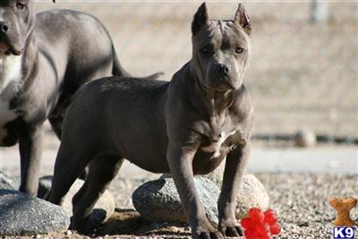 American Pit Bull Puppies for Sale