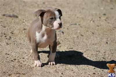 American Pit Bull Puppies for Sale
