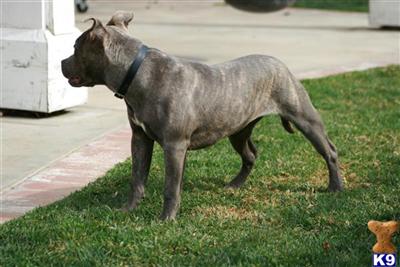 American Pit Bull Puppies for Sale