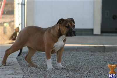 American Pit Bull Puppies for Sale