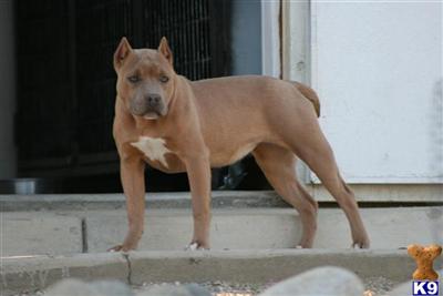 American Pit Bull Puppies for Sale