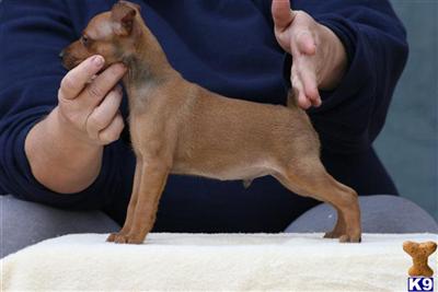 Miniature Pinscher Puppies for Sale