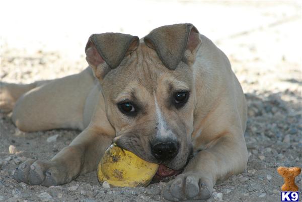 American Pit Bull Puppies for Sale