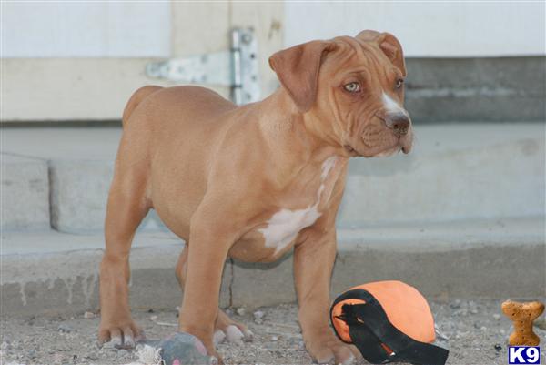 American Pit Bull Puppies for Sale