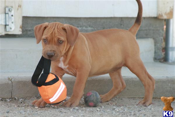 American Pit Bull Puppies for Sale
