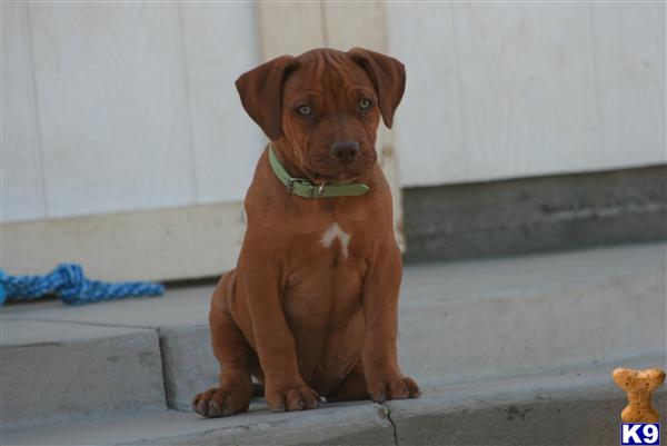American Pit Bull Puppies for Sale