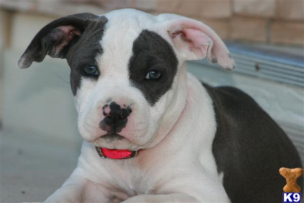 American Pit Bull Puppies for Sale