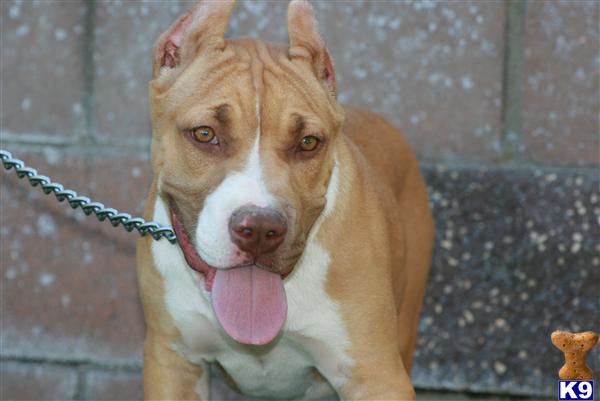 American Pit Bull Puppies for Sale
