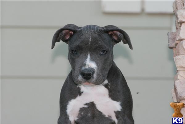 American Pit Bull Puppies for Sale