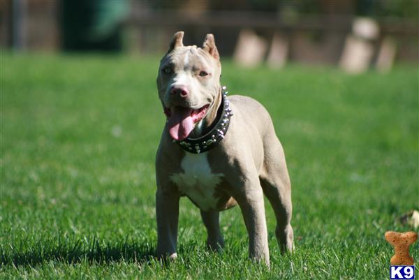 American Pit Bull Puppies for Sale