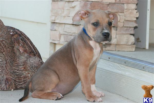 American Pit Bull Puppies for Sale