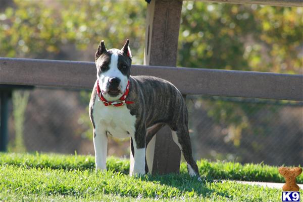 American Pit Bull Puppies for Sale