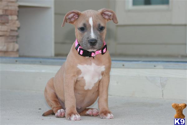 American Pit Bull Puppies for Sale