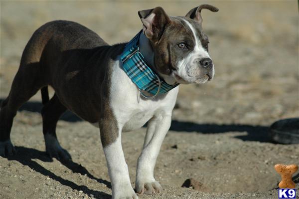 Puppies in Palmdale