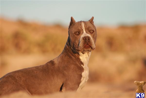 Puppies in Palmdale