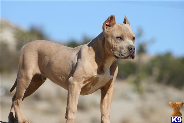Puppies in Palmdale