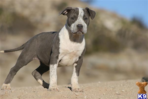 Puppies in Palmdale
