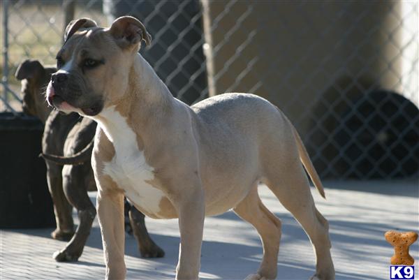 Puppies in Palmdale
