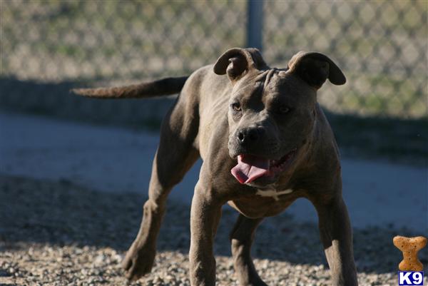 Puppies in Palmdale