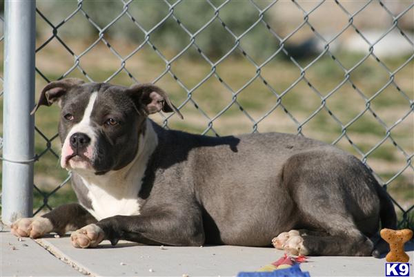 Puppies in Palmdale