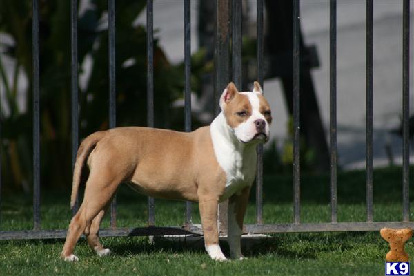 Puppies in Palmdale