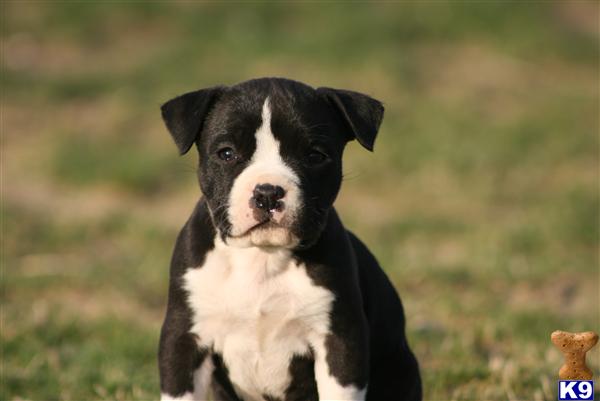 Puppies in Palmdale