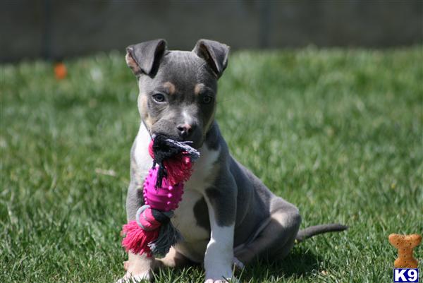 Puppies in Palmdale