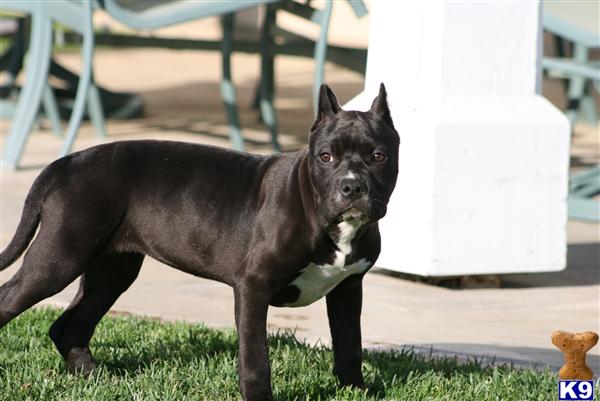 Puppies in Palmdale