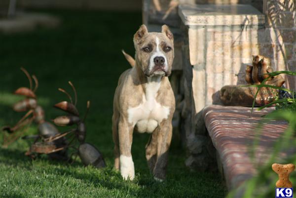 Puppies in Palmdale