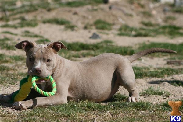 Puppies in Palmdale