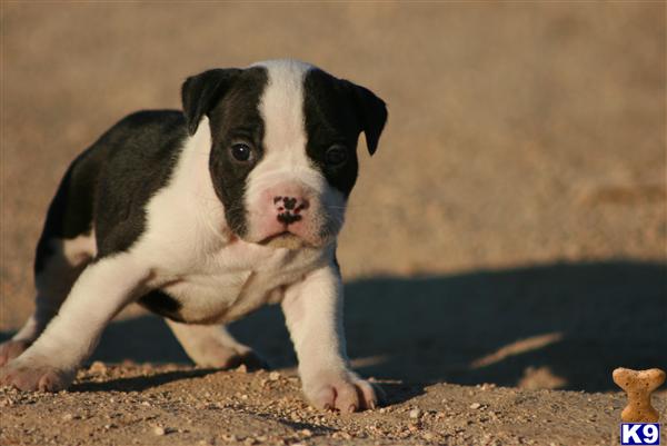 Puppies in Palmdale