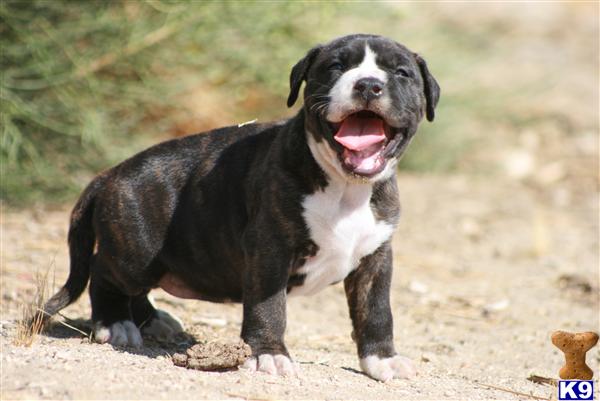 Puppies in Palmdale