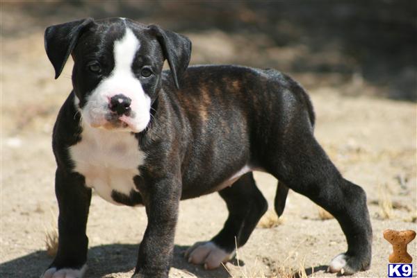 Puppies in Palmdale