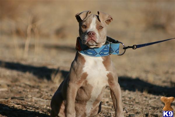 Puppies in Palmdale