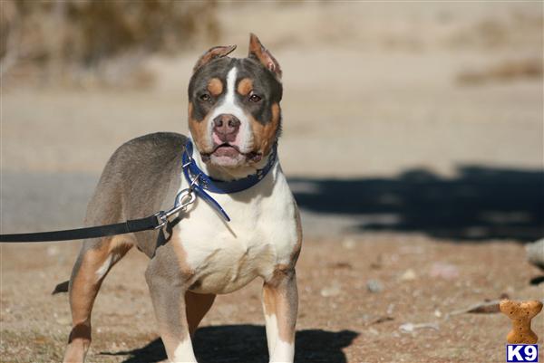Puppies in Palmdale