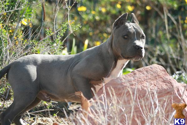 Puppies in Palmdale