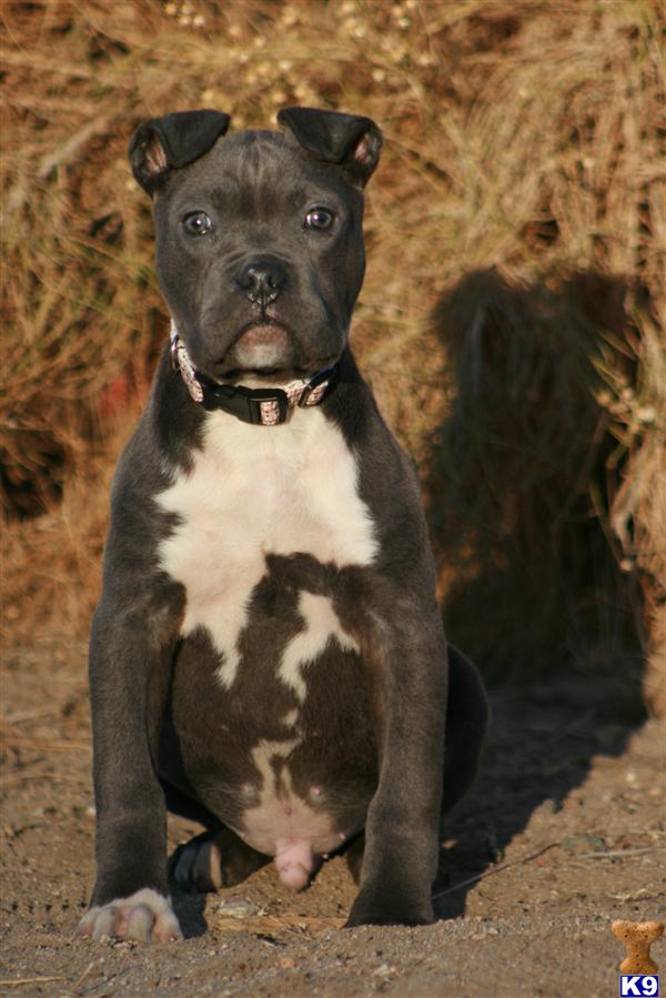 Puppies in Palmdale