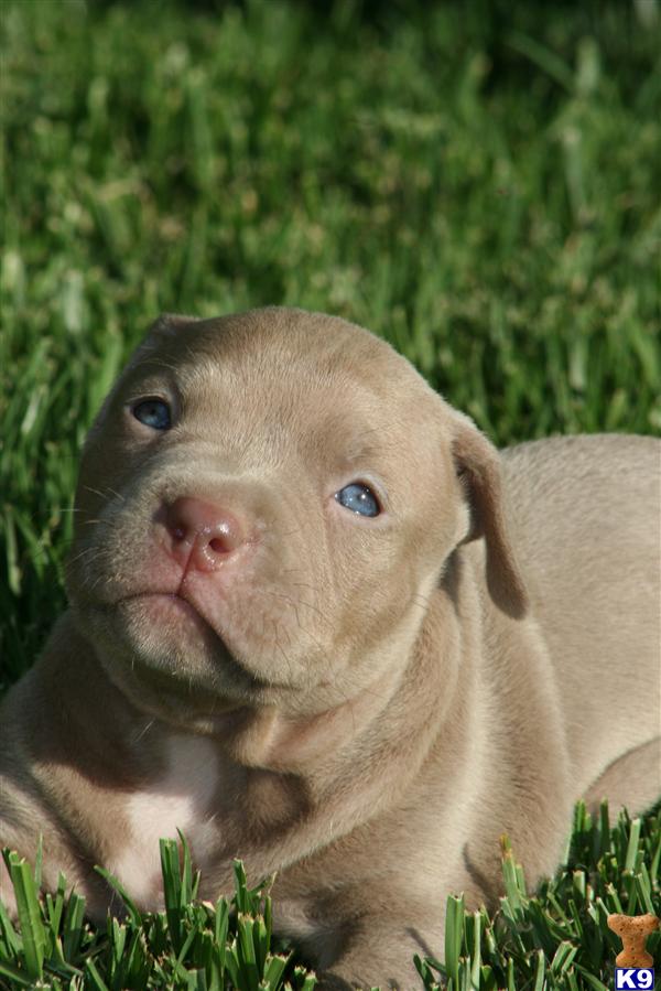 free puppies sacramento ca blue nose pitbull puppies in sacramento california for sale wallpaper breeds picture free puppies sacramento ca blue nose pitbull puppies in sacramento california for sale wallpaper breeds picture