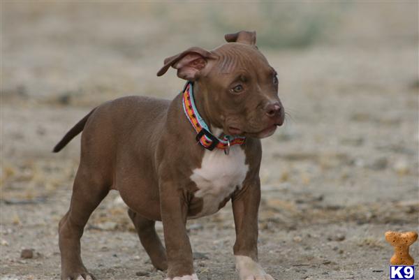 puppies for sale in palmdale ca blue nose pitbull puppies for sale palmdale ca breeds picture puppies for sale in palmdale ca blue nose pitbull puppies for sale palmdale ca breeds picture