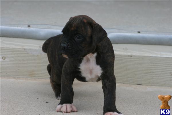 puppies for sale in palmdale ca boxer puppies for sale in palmdale ca breeds picture puppies for sale in palmdale ca boxer puppies for sale in palmdale ca breeds picture