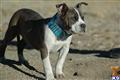 American Pit Bull