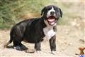 American Pit Bull