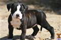 American Pit Bull