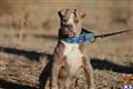 American Pit Bull