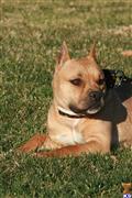 American Pit Bull