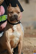 American Pit Bull