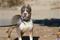 American Pit Bull