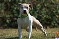 American Pit Bull