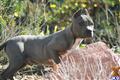 American Pit Bull