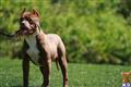 American Pit Bull